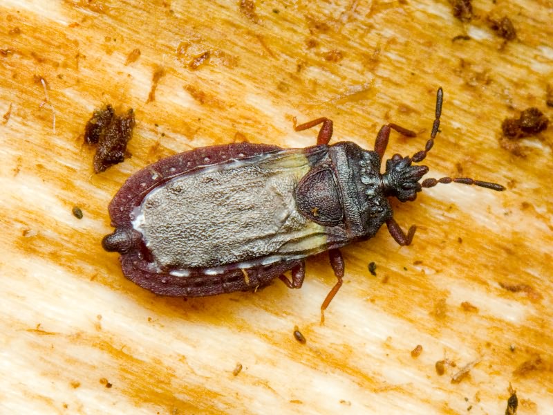 Aneurus (Aneurodes) avenius (Dufour, 1833)